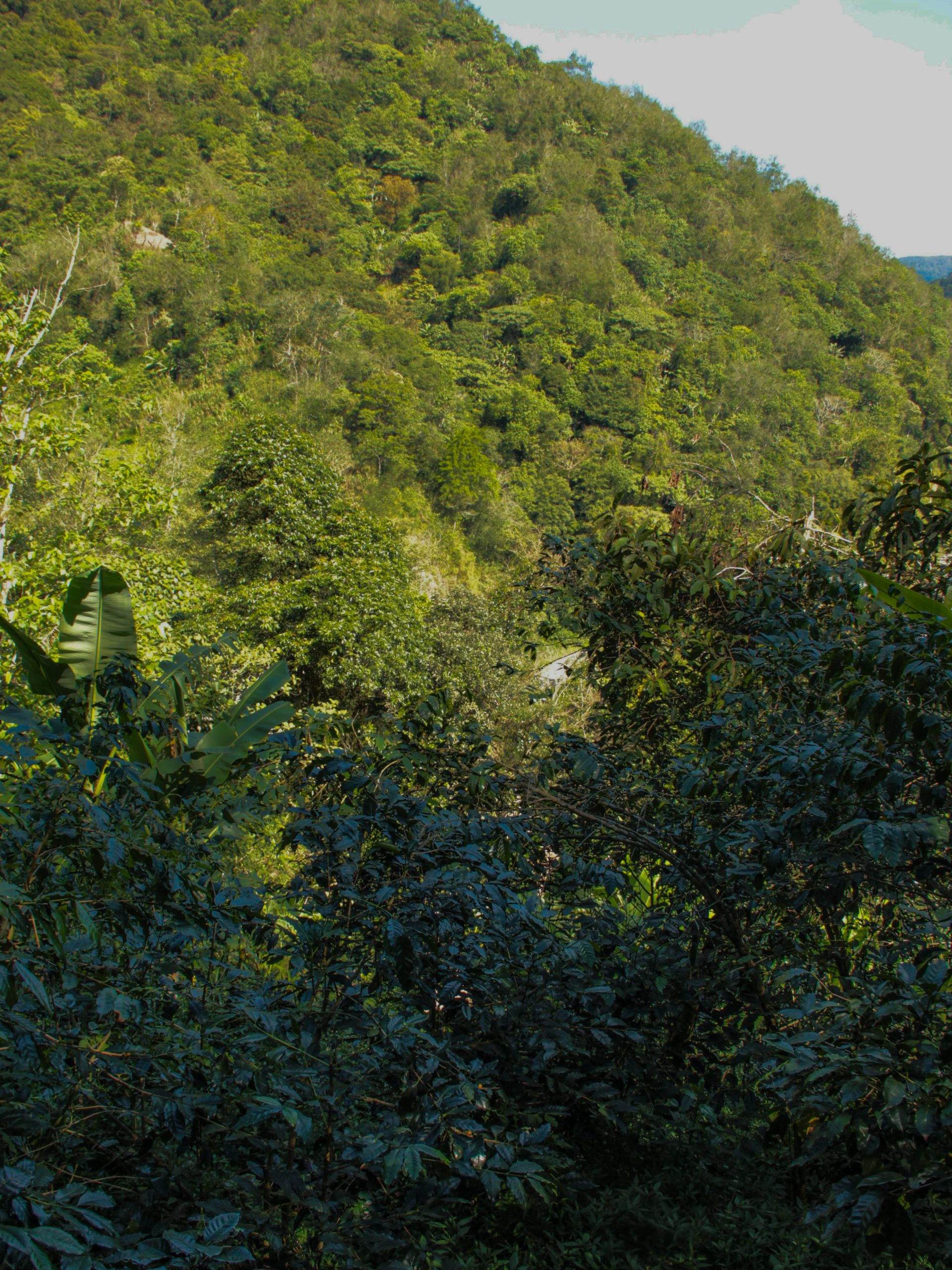 Flavor and Quality: Coffee as a Product of Ecological Harmony