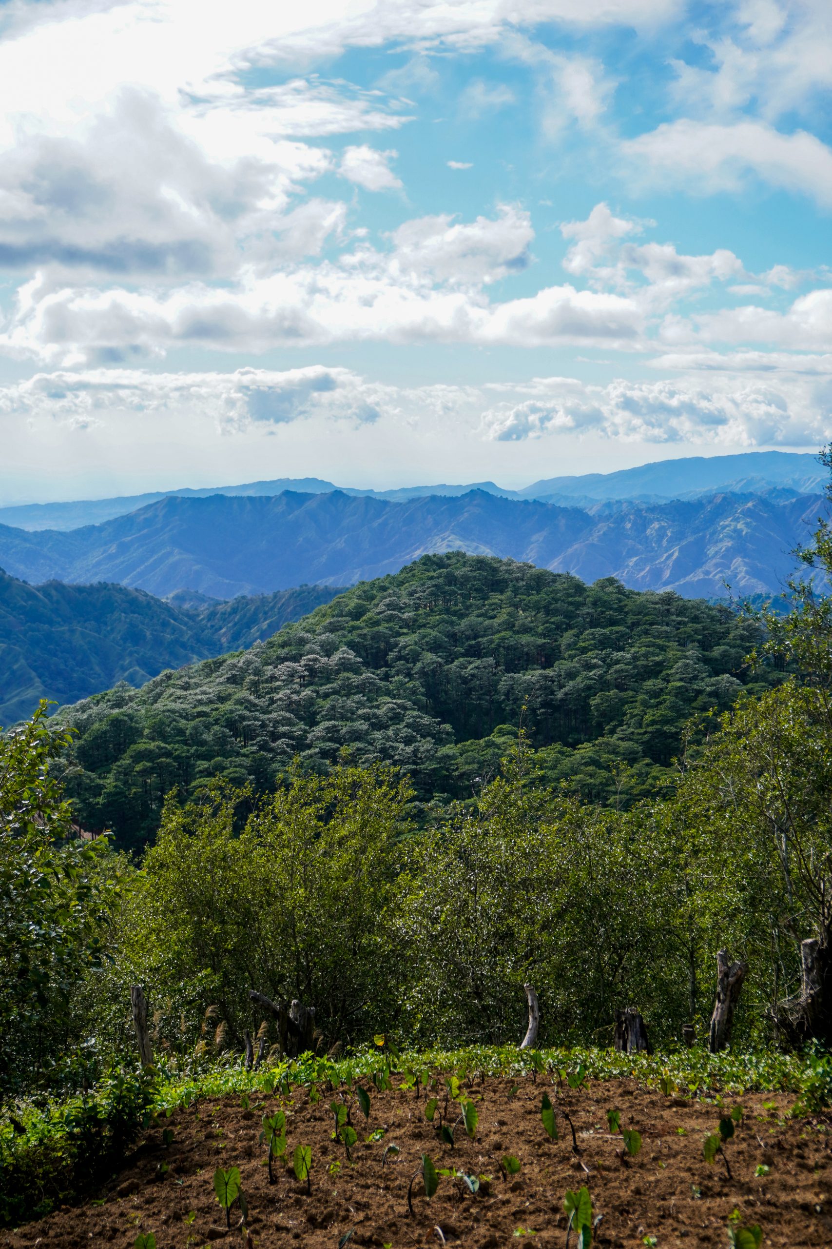 Soil, Water, and Climate: How Agroforestry Coffee Sustains Ecosystems
